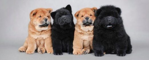 four-little-chow-chow-puppies-portrait-waldek-dabrowski