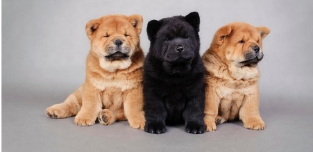 3 Chows