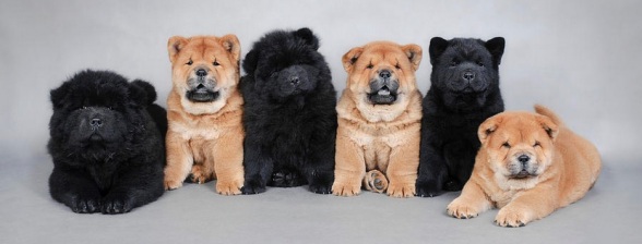 5 Chows